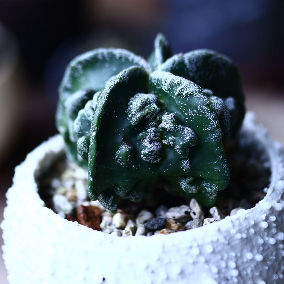 5f115e5eea3c9d2558508856