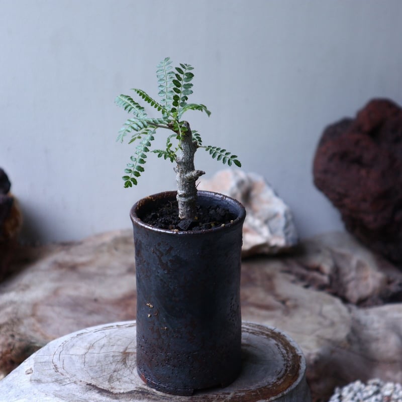 ボスウェリア ネグレクタ 実生 Boswellia neglecta no.90115