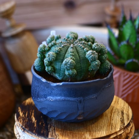 N/OH × Euphorbia symmetrica   no.111925