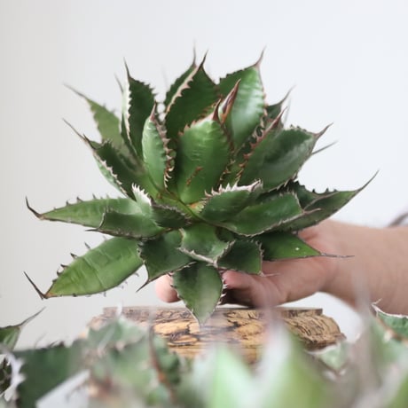 Agave horrida / Style of Chika　no.42167