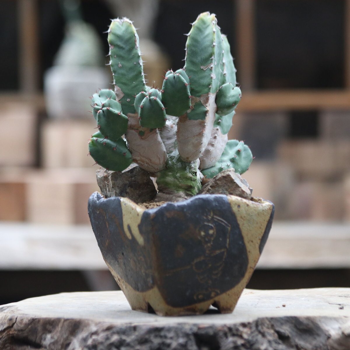 ユーフォルビア　レシニフェラ　鉢付き ユーフォルビア レシニフェラ 白角キリン／Euphorbia resinifera no