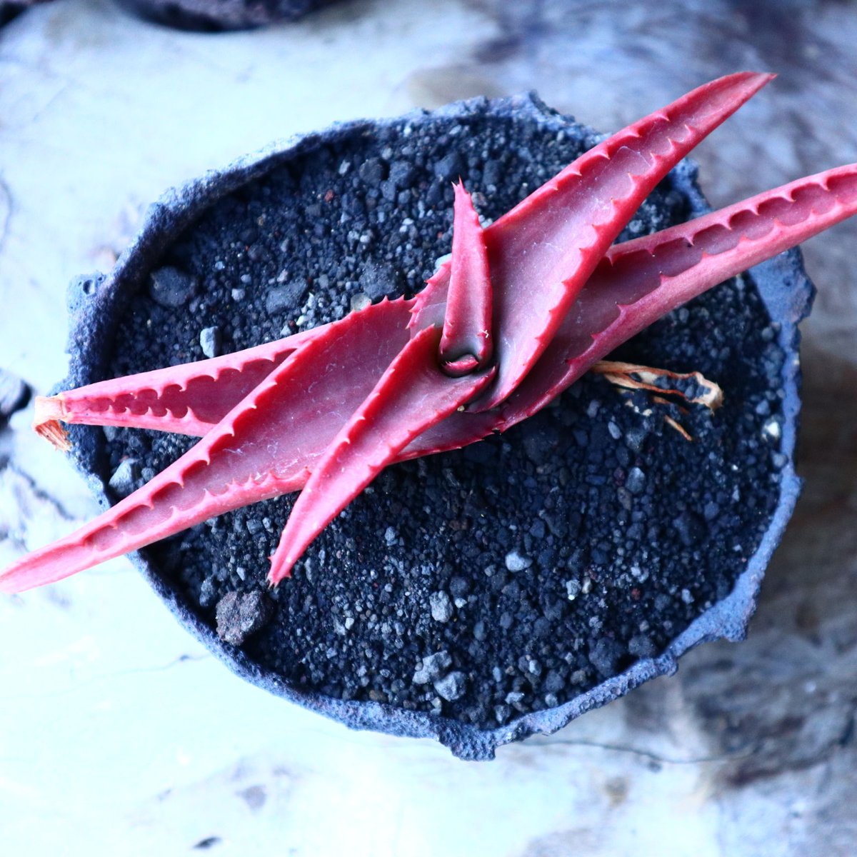 アロエ バンバレニー Aloe vanbalenii no.30102 | 芽の巣山