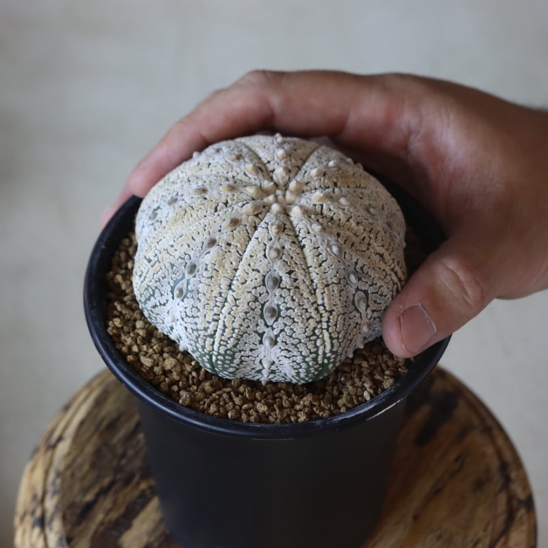 アストロフィツム 兜 #55 アストロフィツム ミラクル兜 | Sunny Branch