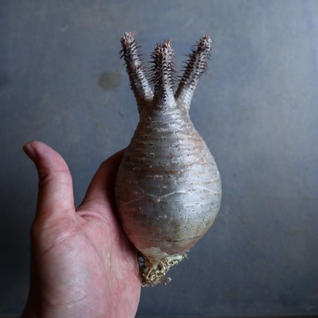 パキポディウム グラキリス   Pachypodium rosulatum var. gracilius no.110337