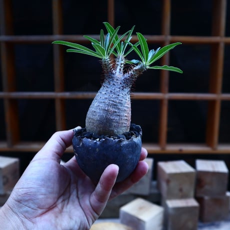 パキポディウム  グラキリス／Pachypodium  gracilius       no.62047