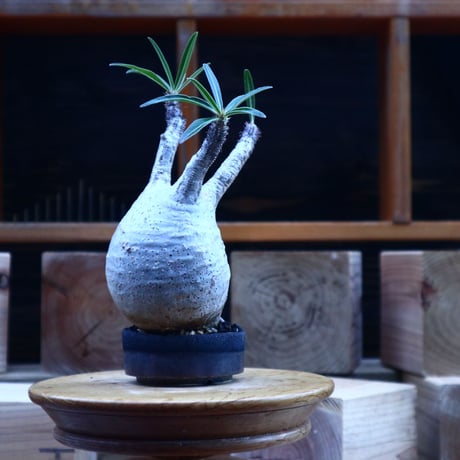 パキポディウム  グラキリス／Pachypodium  gracilius       no.62051