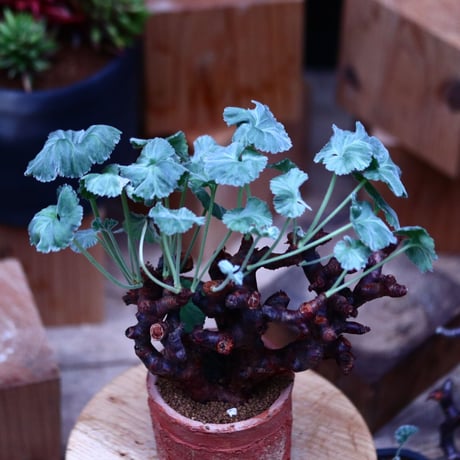 ペラルゴニム  ミラビレ／Pelargonium mirabile  　no.21334