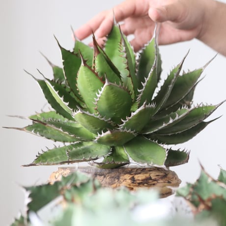 Agave horrida / Style of Chika　no.42178
