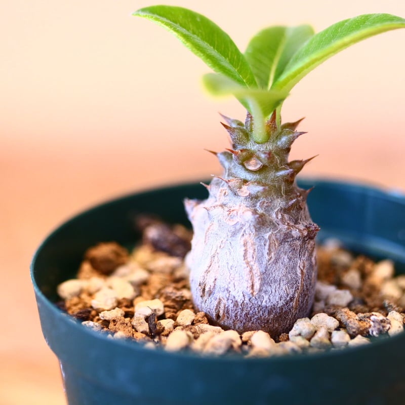 パキポディウム ウィンゾリー 実生3年 パキポディウム・ウィンゾリー実生記録②(Pachypodium Windsorii