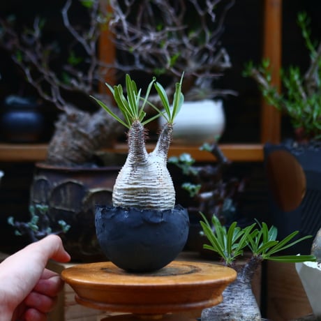 パキポディウム  グラキリス／Pachypodium  gracilius       no.92644