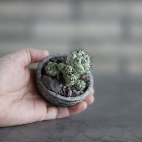 Ortegocactus macdougallii  × takero pot (2.5号)  no.907-51