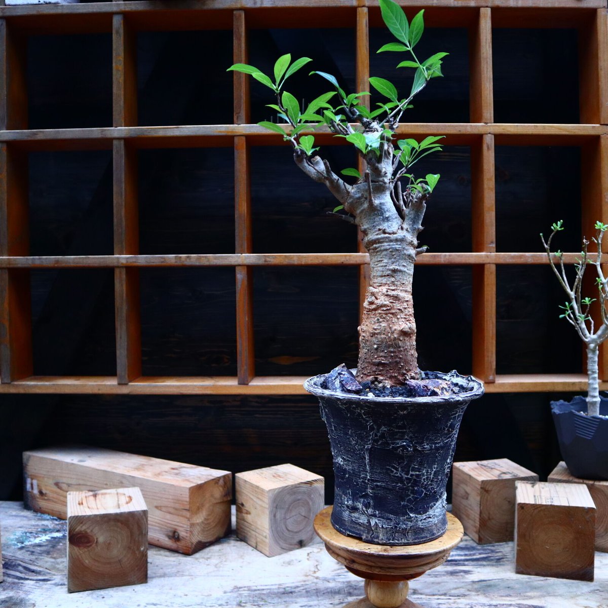 バオバブ／Baobab no.90525 | 芽の巣山