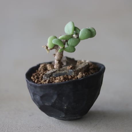 Ceraria pygmaea (挿し木) × たけろうポット   no.714/20