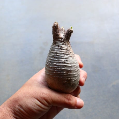 パキポディウム グラキリス 抜苗  Pachypodium rosulatum var. gracilius no.92929