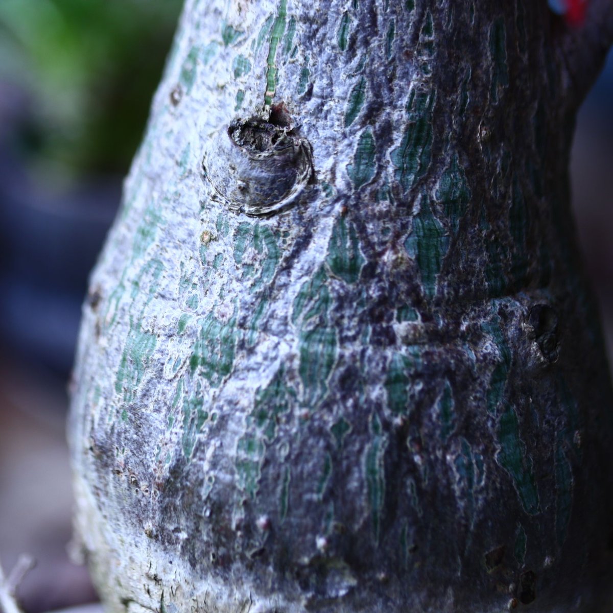 プセウドボンバックス エリプティクム Pseudobombax ellipticum n
