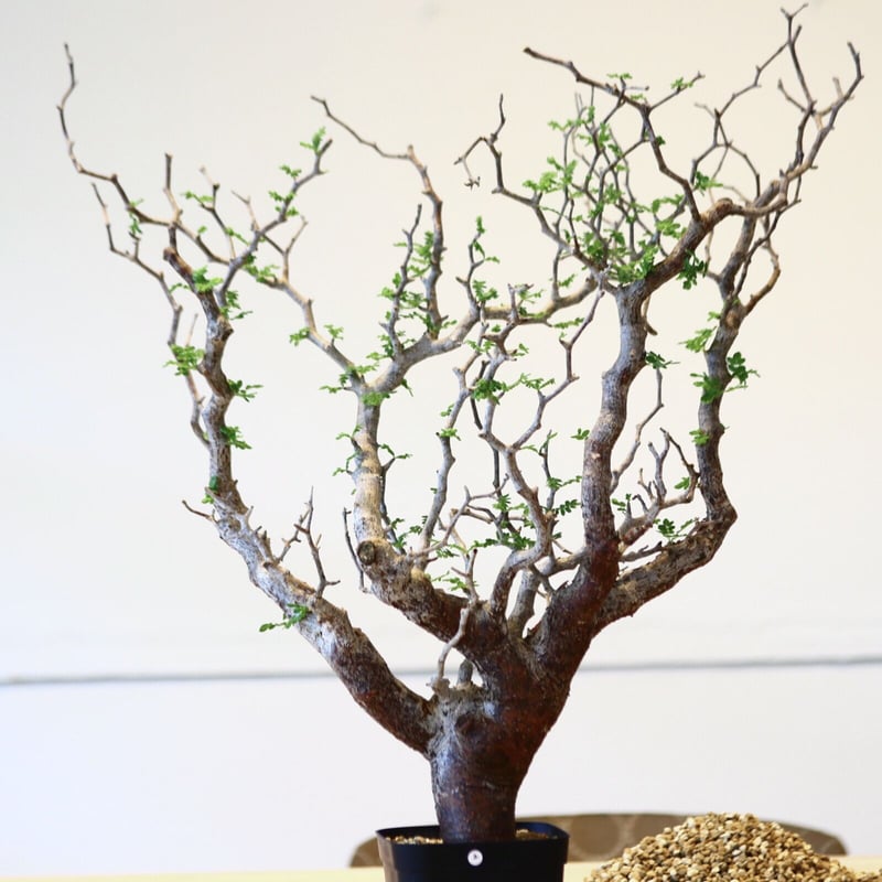 コミフォラ モンストローサ / Commiphora monstrosa no.43002