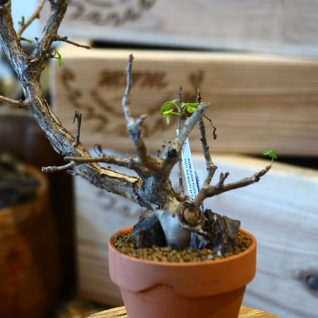 Bursera fagaroides × YAMABACHI   no.107105