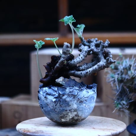 ぺラルゴ二ウム   エキナツム／Pelargonium  lechinatum   no.111448
