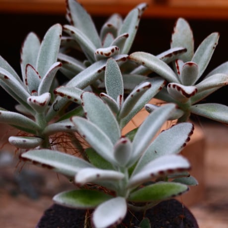 カランコエ  トメントーサ 月兎耳／Kalanchoe   tomentosa  no.91961