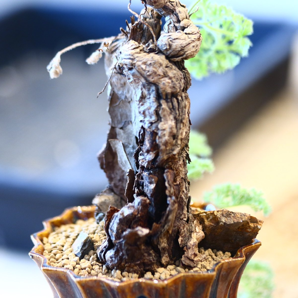 Pelargonium triste × soso no.31028 | 芽の巣山