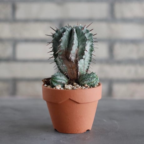 Euphorbia horrida (ゲンコツホリダ)/ T.W. × YAMABACHI (3号) no.329/8