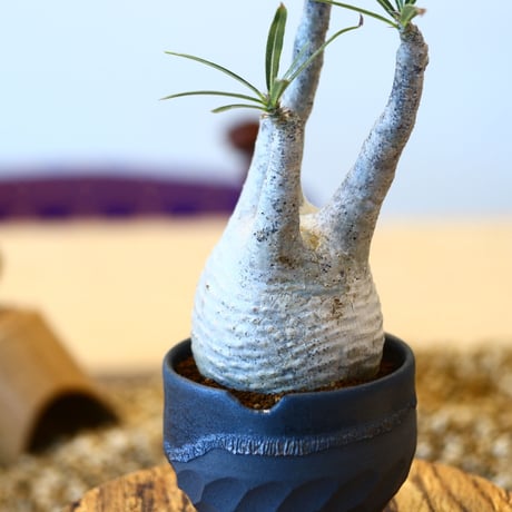 N/OH × Pachypodium  gracilius    no.61836