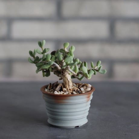 Ceraria pygmaea × takero pot (2.5号)  no.524/35
