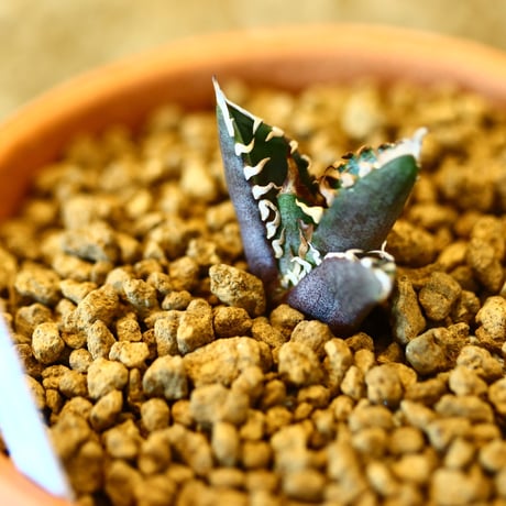【9/9入荷未発根未活着ベアルート植込み】 Agave titanota redcat weezle. no.91766