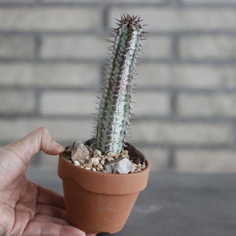 Euphorbia confinalis ssp. rhodesiaca (ローデシアカ白) / Zimbabwe / T.W. × YAMABACHI (3号) no.329/33