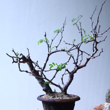 コミフォラ モンストローサ   Commiphora monstrosa   no.92726