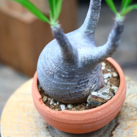 パキポディウム  グラキリス／Pachypodium  gracilius   no.72417