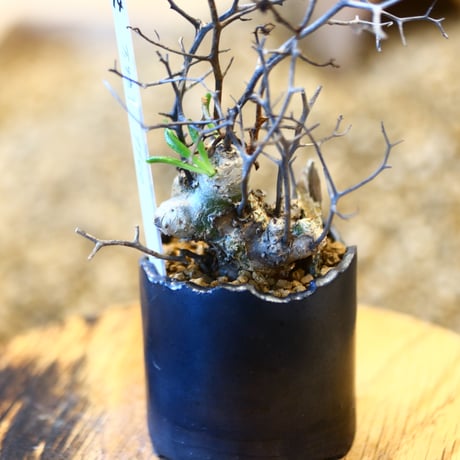 Tylecodon reticulate × N/OH  no.11414