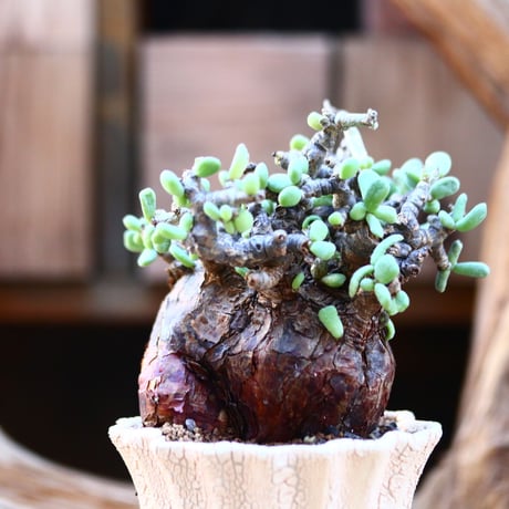 ケラリア ピグマエア / Ceraria pygmaea / 発根済み    no.22655
