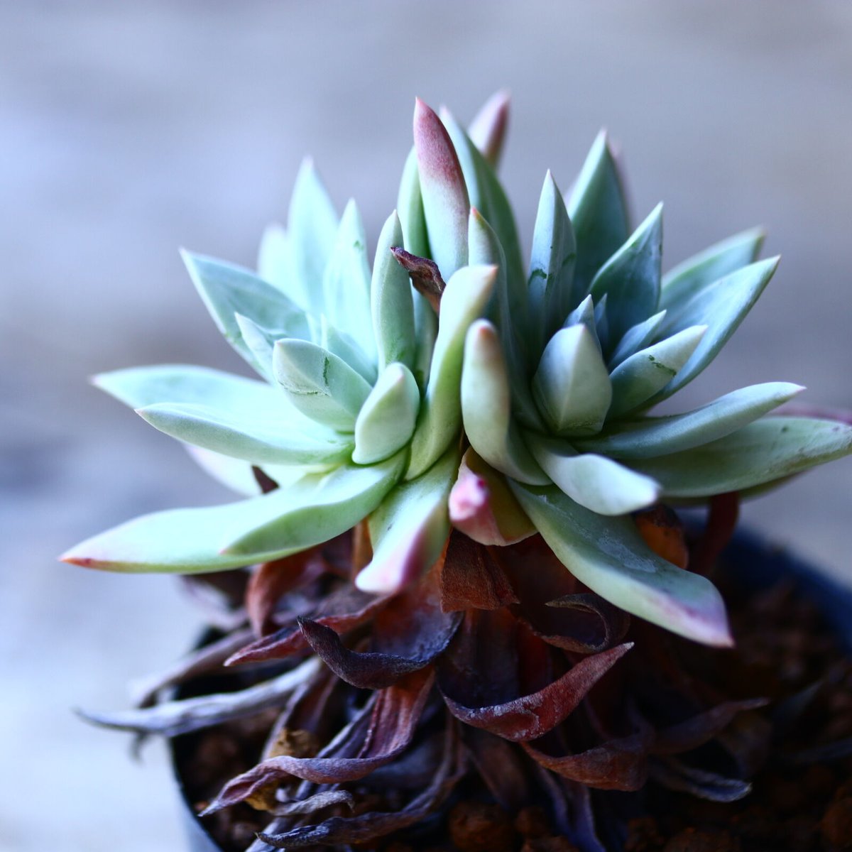 ダドレア　ブリトニー　グリーニー　セット ダドレア ブリトニー Dudleya brittonii no.110804 | 芽の巣山