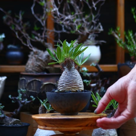 パキポディウム  グラキリス／Pachypodium  gracilius       no.92649