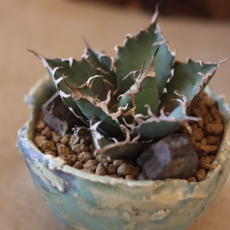 Agave titanota caesar × たけろうポット    no.119-41