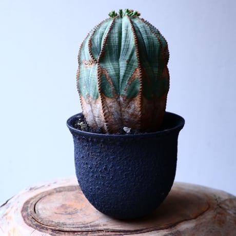 ユーフォルビア  オベサ   Euphorbia obesa   no.20316