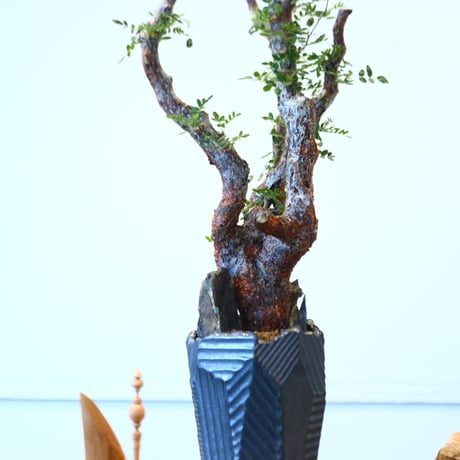 Commiphora monstrosa × N/OH   no.90342