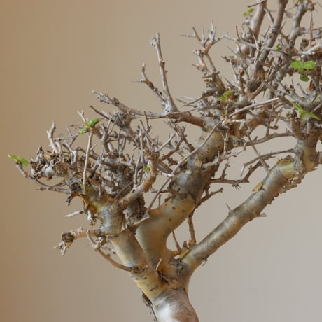 Commiphora wightii × takero pot (3号鉢)  no.412-2