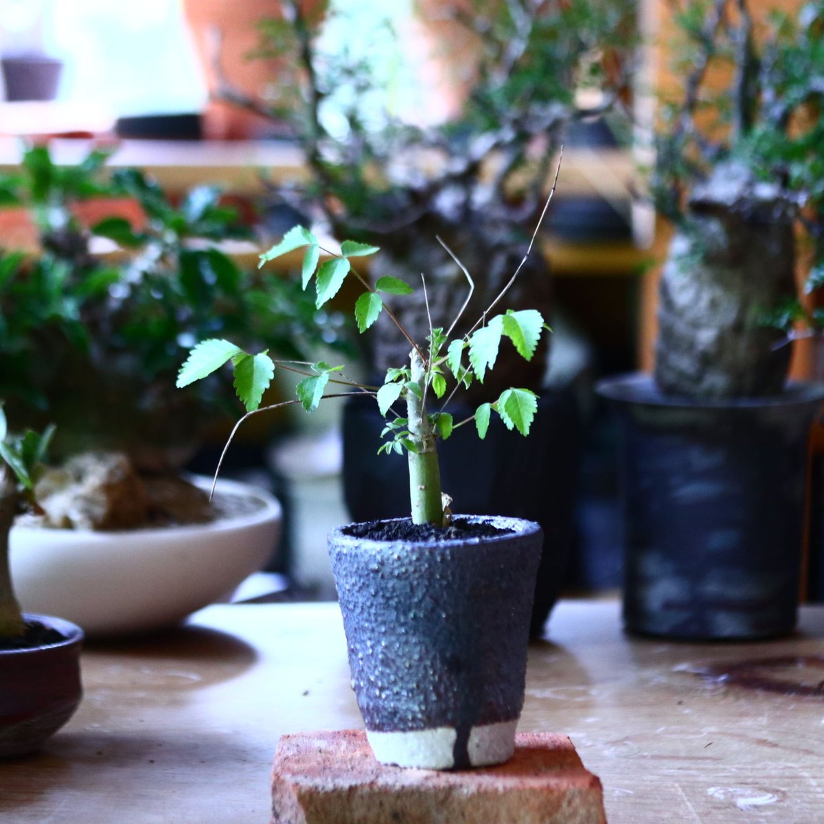 コミフォラ ロンギペデケラータ Commiphora Longipedecellata