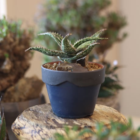 Aloe somaliensis × YAMABACHI var. Atsushi Funakushi   no.81888