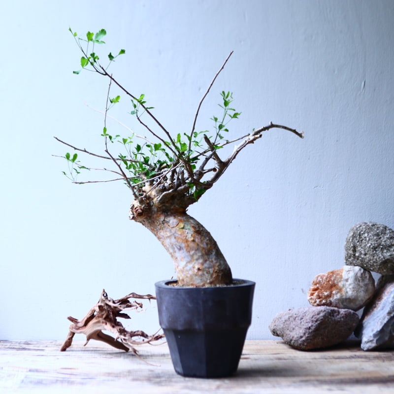 コミフォラ フンベルティ commiphora humbertii no.92718 |