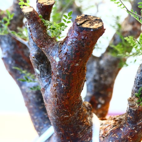コミフォラ モンストローサ / Commiphora monstrosa   no.62502