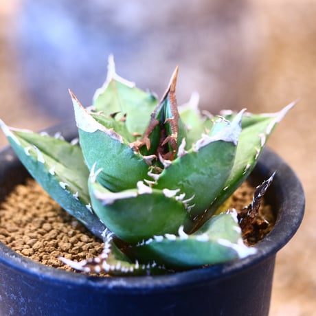 Agave titanota"FO-076" 　no.32452