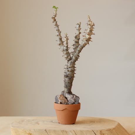 Jatropha fissispina × YAMABACHI (3号)  no.322/32
