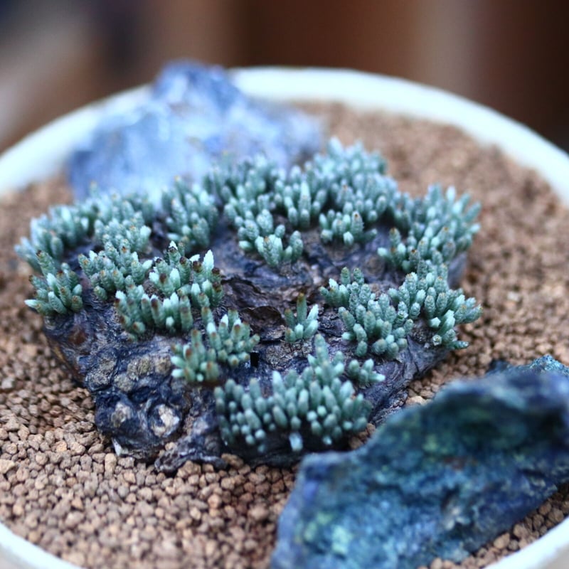 アボニア クイナリア アルストニー 赤花／Avonia quinaria ssp.