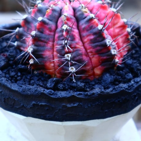 ギムノカリキウム   緋牡丹錦／Gymnocalycium friedrichii f. variegata   no.50911