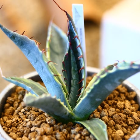 Agave parrasana〝Fire ball” × N/OH   no.10783