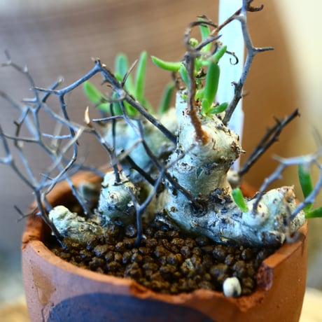 Tylecodon reticulate × N/OH  no.12116