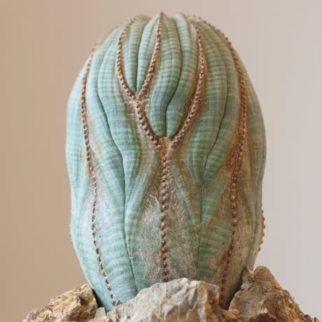 Euphorbia obesa × JUN CHIHARA -JOINT POT (4号鉢)  no.412-27